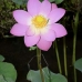 flower_pad_lily_kom_ubud_v_0073_bal4440.jpg
